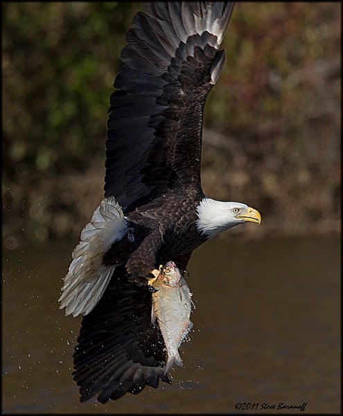 _1SB8724 bald eagle catching fish.jpg